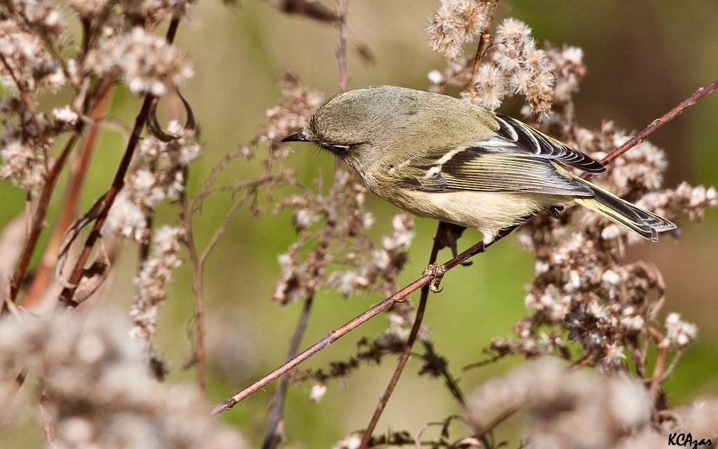 Ruby-crowned Kinglet by Kelly Colgan Azar is licensed under CC BY-NC-SA 2.0.